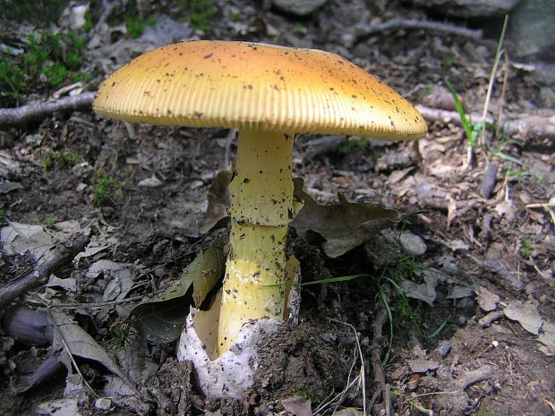 muchotrávka cisárska Amanita caesarea (Scop.) Pers.