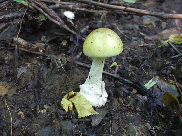 muchotrávka zelená Amanita phalloides (Vaill. ex Fr.) Link