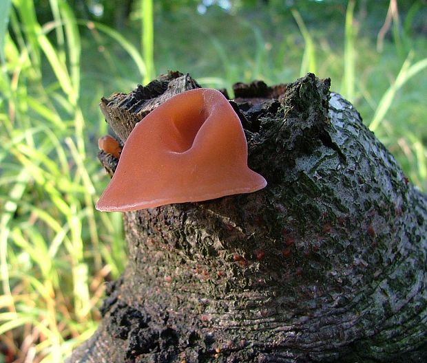 uchovec bazový Auricularia auricula-judae (Bull.) Quél.