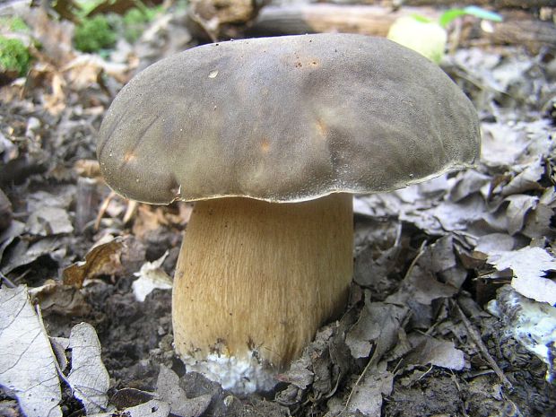 hríb bronzový Boletus aereus Bull. ex Fr.