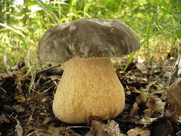 hríb bronzový Boletus aereus Bull. ex Fr.