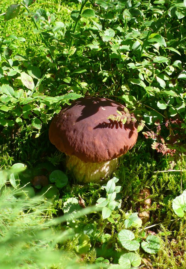 hríb smrekový Boletus edulis Bull.