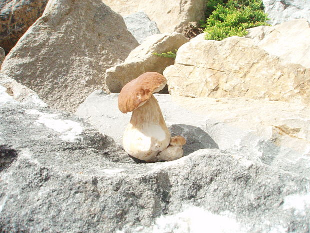 hríb smrekový Boletus edulis Bull.