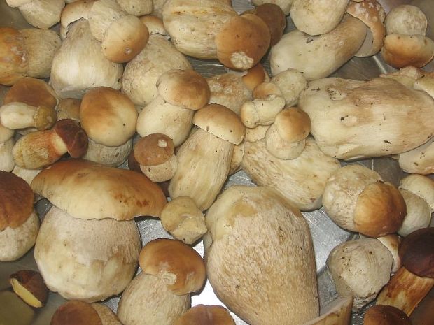 hríb smrekový Boletus edulis Bull.