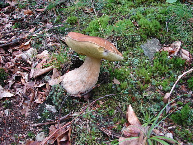 hríb smrekový Boletus edulis Bull.