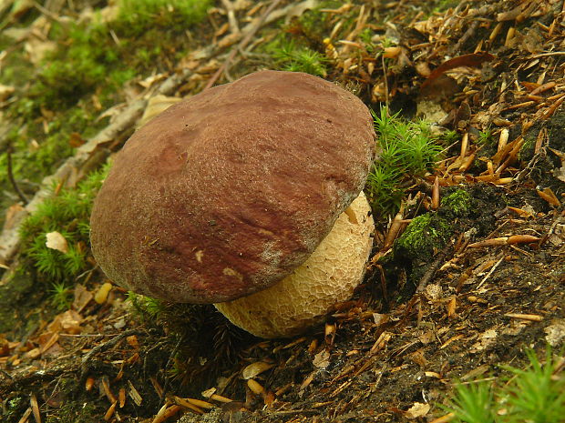 hríb sosnový Boletus pinophilus Pil. et Dermek in Pil.