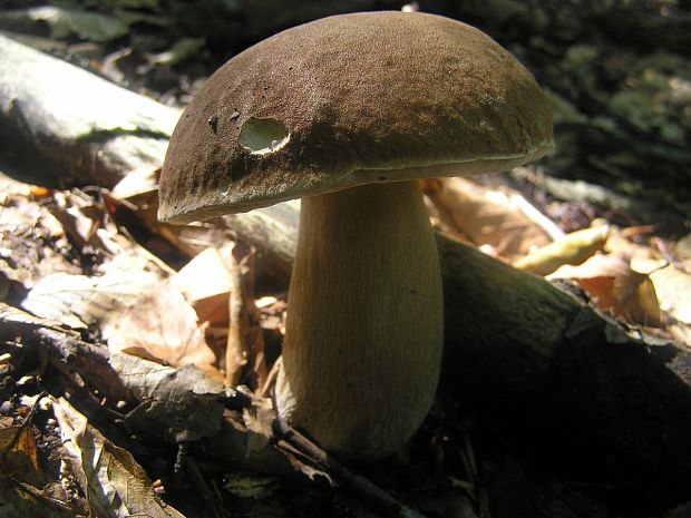 hríb dubový Boletus reticulatus Schaeff.