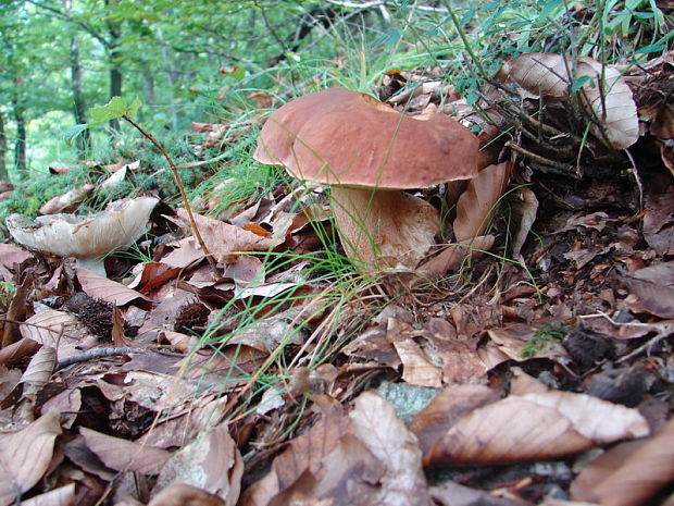 hríb dubový Boletus reticulatus Schaeff.