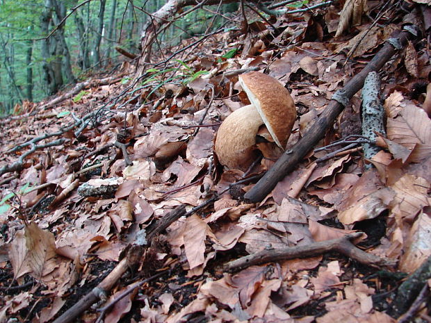 hríb dubový Boletus reticulatus Schaeff.