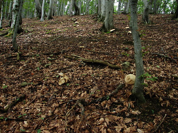 hríb dubový Boletus reticulatus Schaeff.