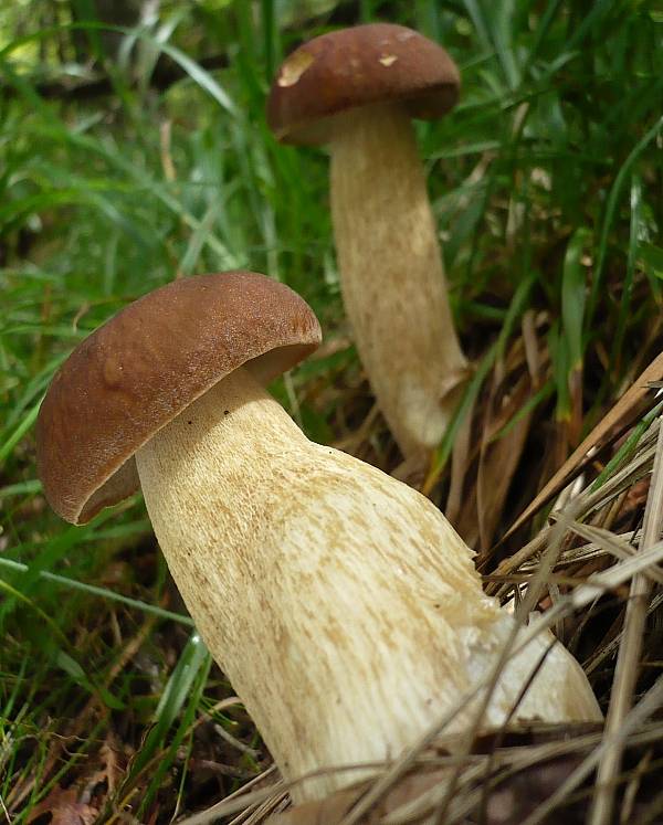 hríb dubový Boletus reticulatus Schaeff.