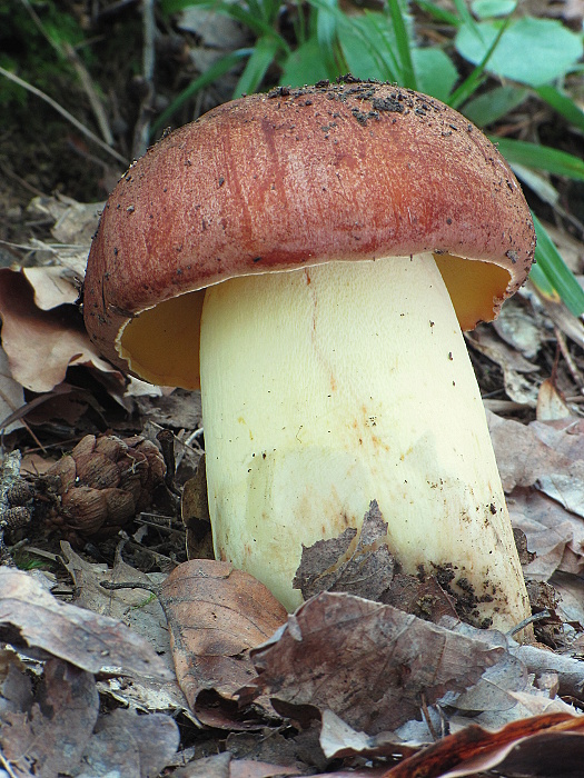 hríb príveskatý Butyriboletus appendiculatus (Schaeff. ex Fr.) Secr.