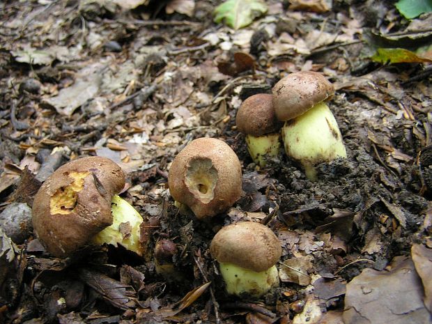 hríb príveskatý Butyriboletus appendiculatus (Schaeff. ex Fr.) Secr.