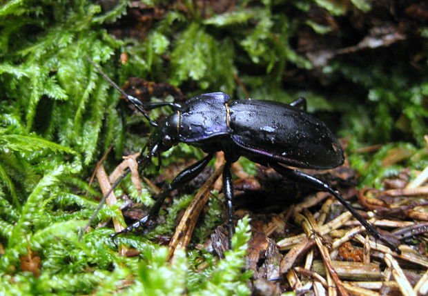 bystruška fialová Carabus violaceus