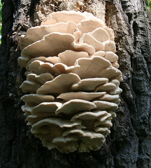 zubček severský Climacodon septentrionalis (Fr.) P. Karst.