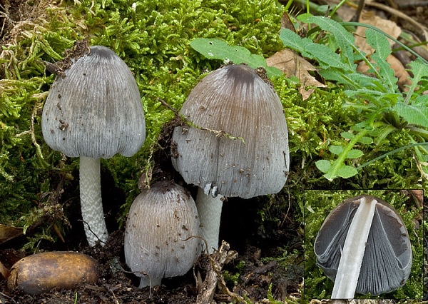 hnojník nápadný Coprinopsis insignis  (Peck) Redhead, Vilgalys & Moncalvo