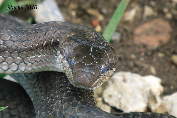 užovka hladká Coronella austriaca