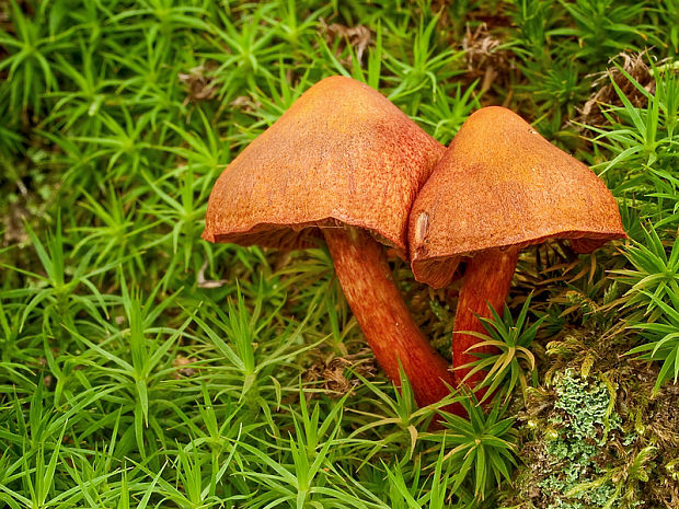 pavučinovec rumelkový Cortinarius cinnabarinus Fr.