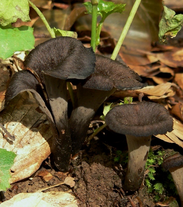 lievik trúbkovitý Craterellus cornucopioides (L.) Pers.