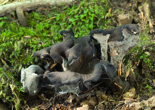 lievik trúbkovitý Craterellus cornucopioides (L.) Pers.