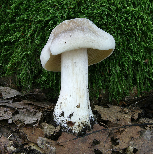 hodvábnica veľká Entoloma sinuatum (Bull.) P. Kumm.