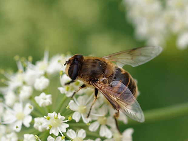 pestrica trubcová Eristalis tenax