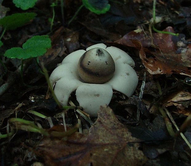 hviezdovka Geastrum sp.