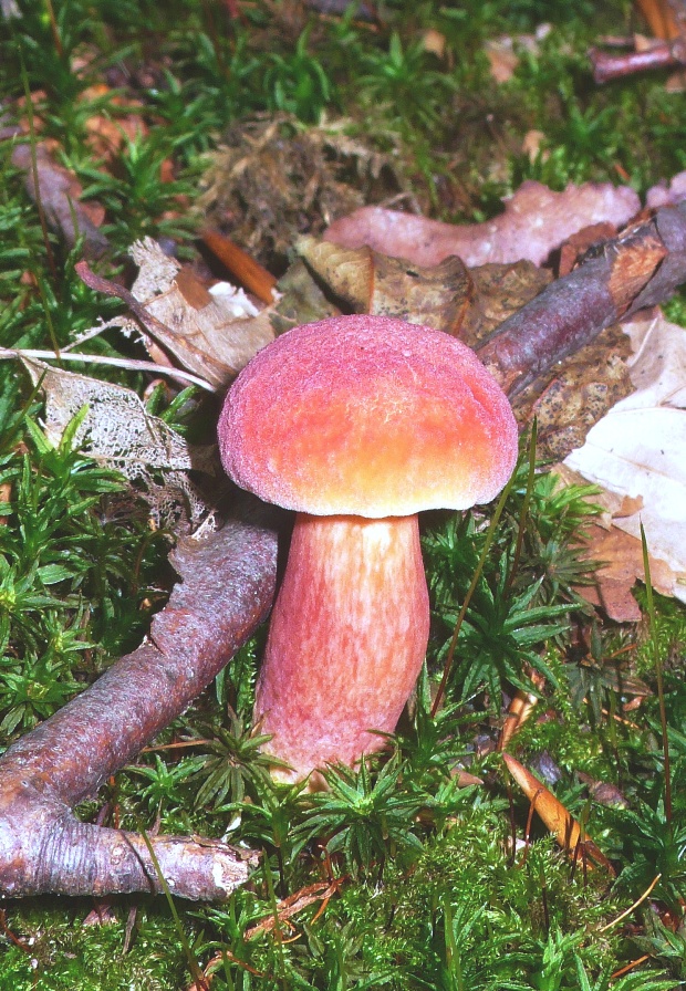 suchohríb karmínový Hortiboletus rubellus (Krombh.) Simonini, Vizzini & Gelardi