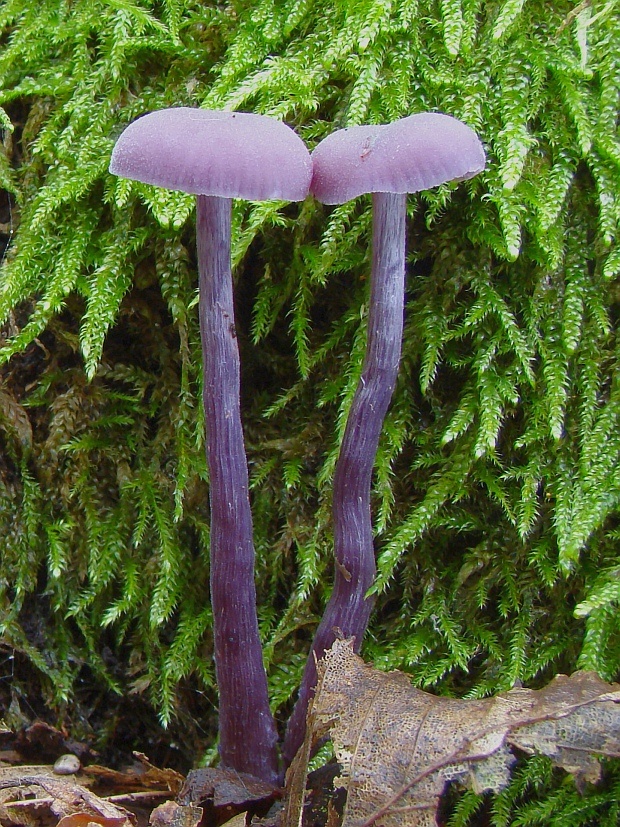 lakovka ametystová Laccaria amethystina (Huds.) Cooke