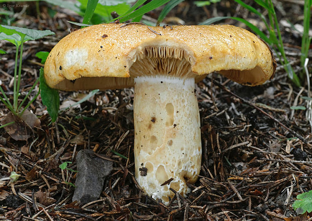 rýdzik rapavý Lactarius scrobiculatus (Scop.) Fr.