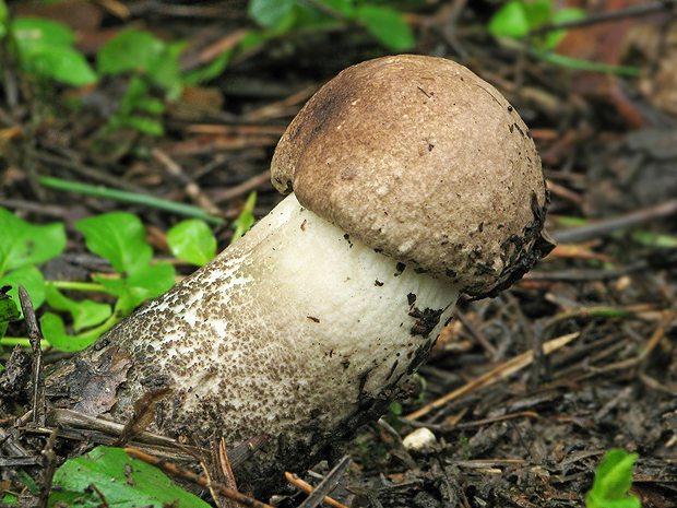 kozák topoľový Leccinum duriusculum (Schulzer ex Kalchbr.) Singer