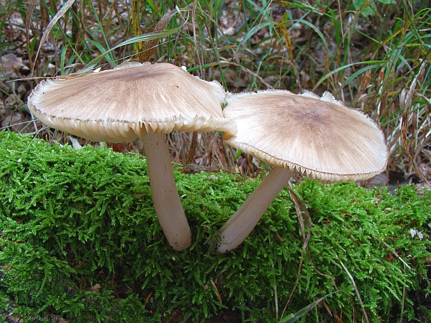 povraznica širokolupeňová Megacollybia platyphylla (Pers.) Kotl. & Pouzar