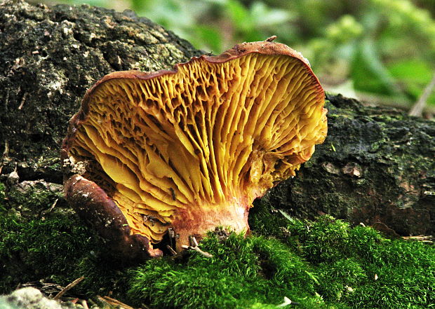 lupeňopórovec červenožltý Phylloporus rhodoxanthus (Schwein.) Bres.