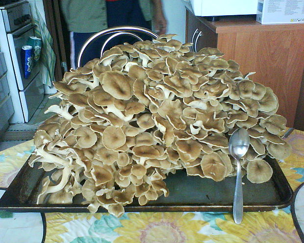 trúdnik klobúčkatý (barania hlava) Polyporus umbellatus (Pers.) Fr.