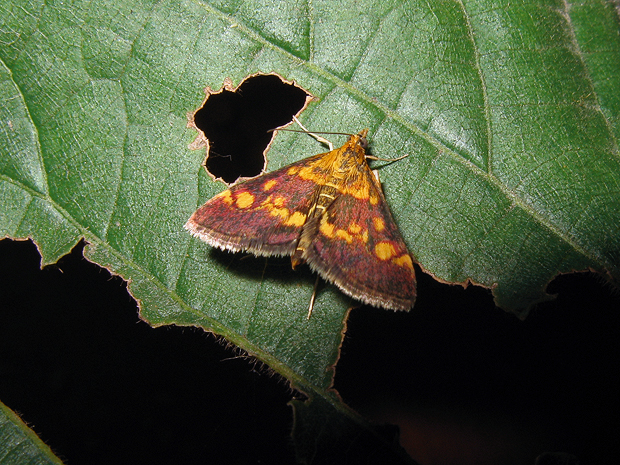 vijačka zlatoškvrnná Pyrausta aurata