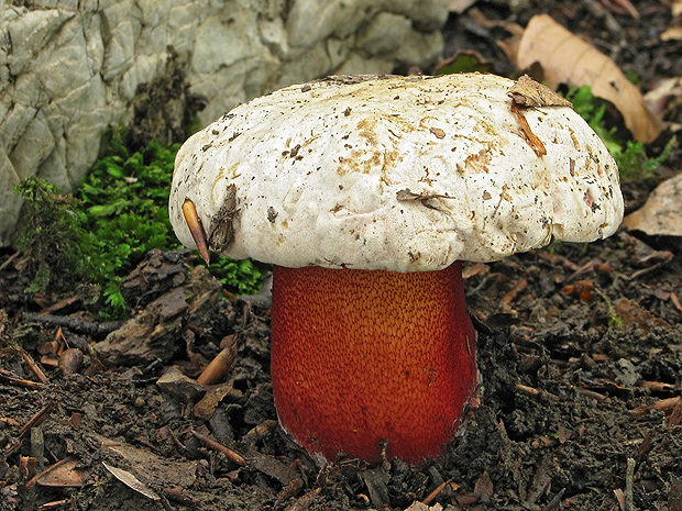 hríb purpurový Rubroboletus rhodoxanthus Kuan Zhao &amp; Zhu L. Yang