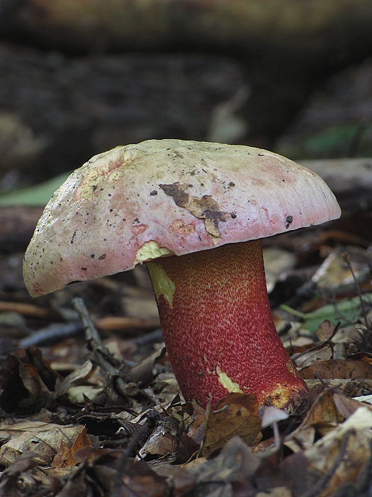 hríb purpurový Rubroboletus rhodoxanthus Kuan Zhao &amp; Zhu L. Yang