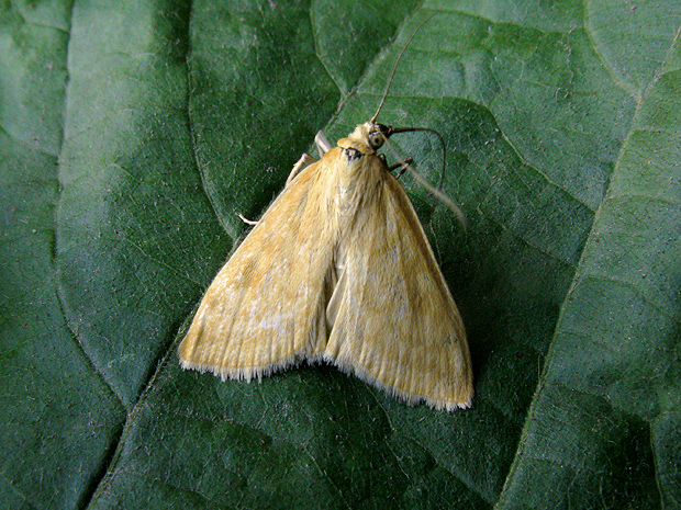 vijačka lobodová? Sitochroa verticalis?