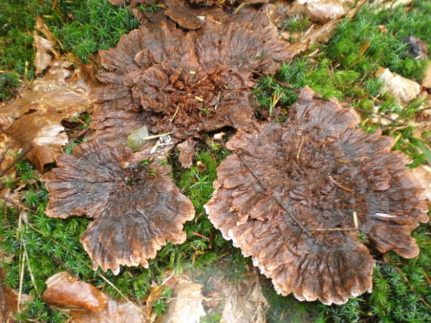 plesňovka zemná Thelephora terrestris Ehrh.