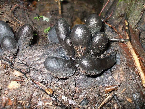 drevnatec kyjakovitý Xylaria polymorpha (Pers.) Grev.