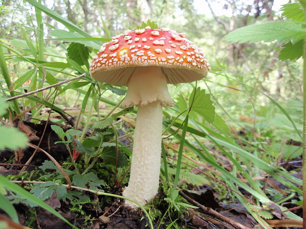 muchotrávka červená Amanita muscaria (L.) Lam.