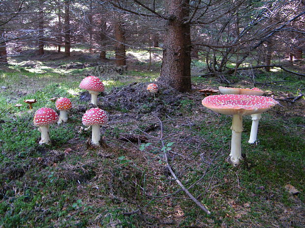 muchotrávka červená Amanita muscaria (L.) Lam.