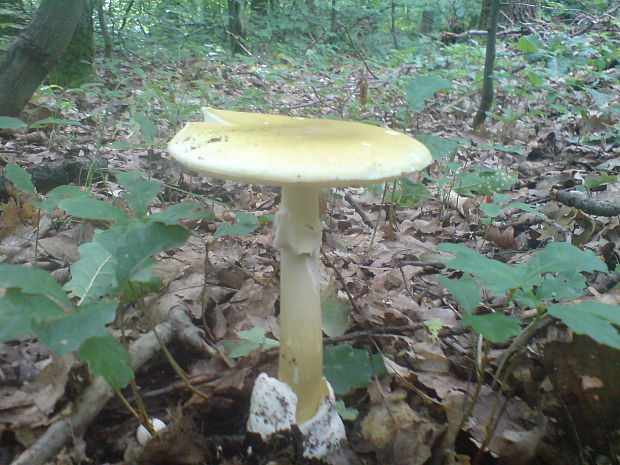 muchotrávka zelená Amanita phalloides (Vaill. ex Fr.) Link