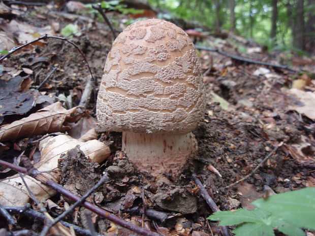 muchotrávka červenkastá Amanita rubescens Pers.