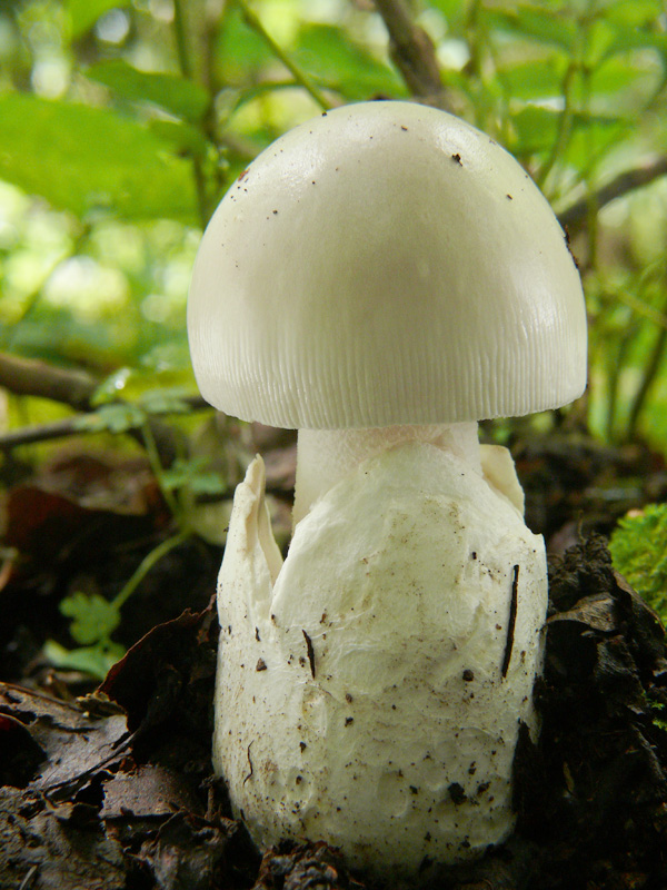 muchotrávka pošvatá biela Amanita vaginata var. alba Gillet