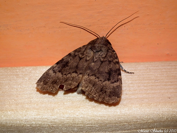 blýšťavka orechová Amphipyra pyramidea