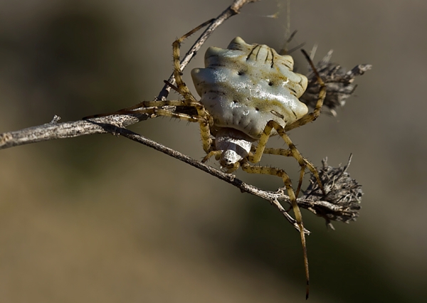 . Argiope lobata