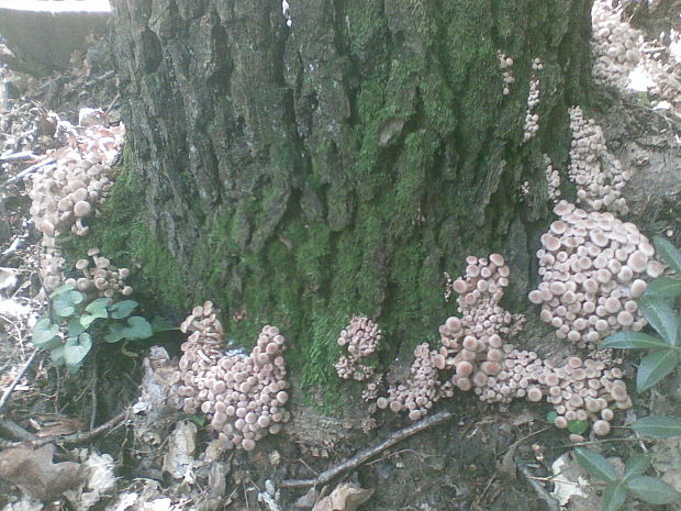 podpňovka bezprsteňová Armillaria socialis (DC.) Fayod