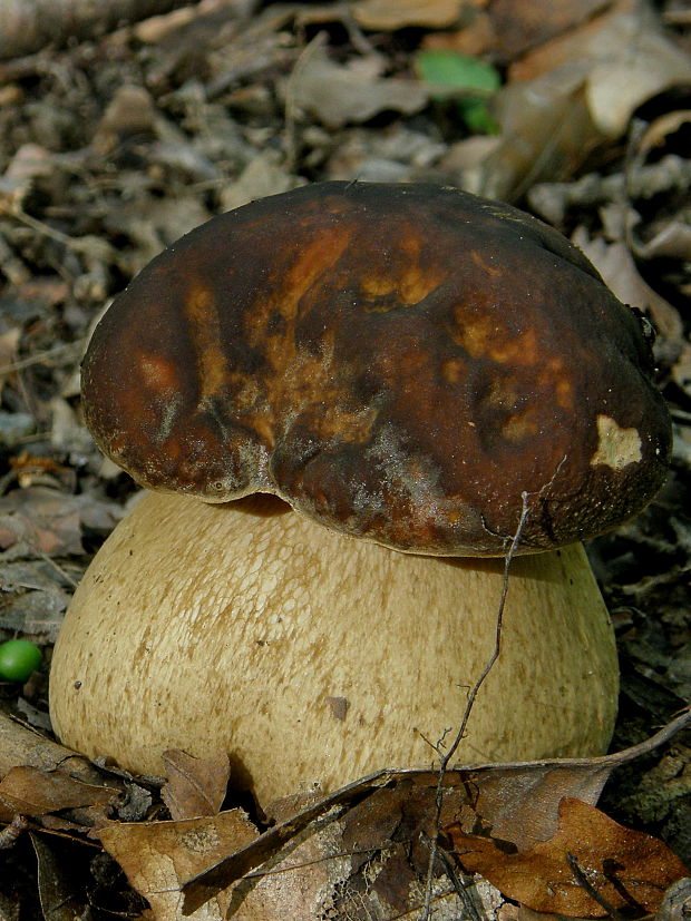 hríb bronzový  Boletus aereus Bull. ex Fr.