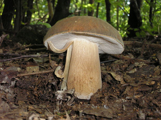 hríb bronzový Boletus aereus Bull. ex Fr.